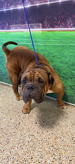 Pancho - Bulldog