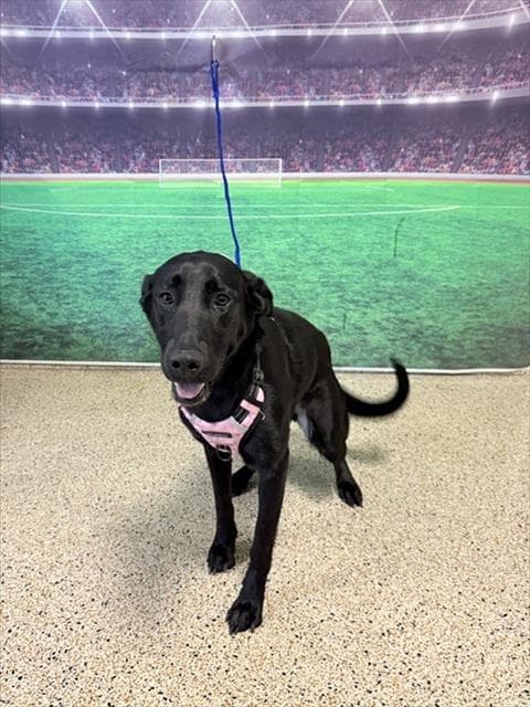 Leah - Labrador Retriever