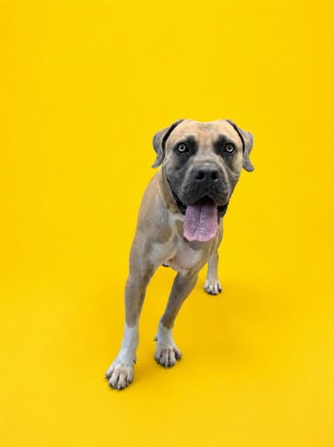 Dunkin - Mastiff