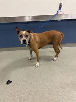 Bella image 1