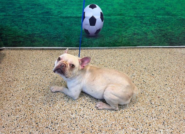 Tator Tot - French Bulldog