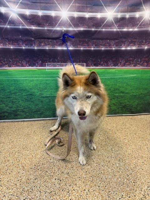 Lola - Siberian Husky