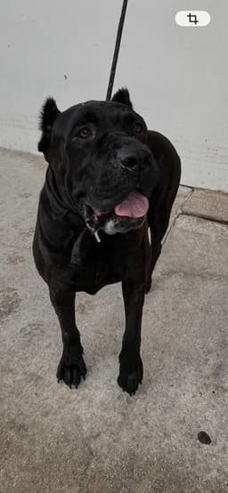 Xena image 1