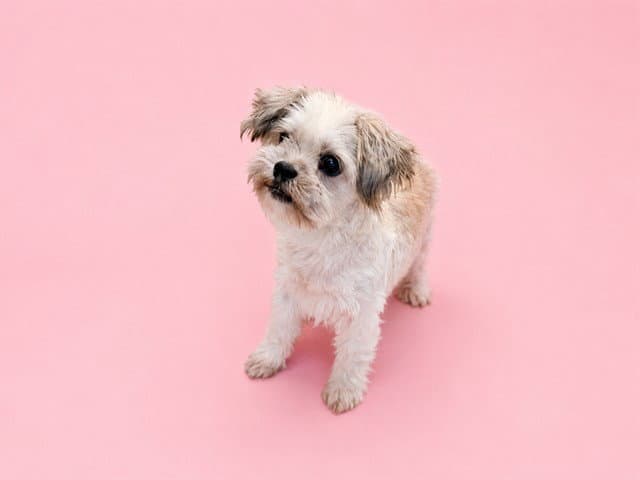 Sweetie Pie - Maltese