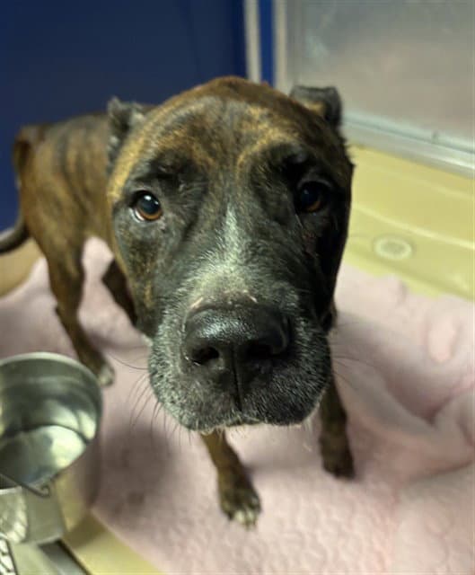 Bruce - American Bulldog