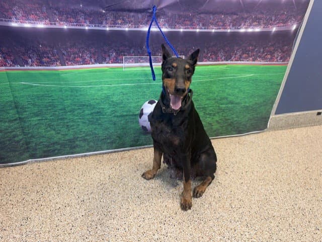 Sasha - Doberman Pinscher