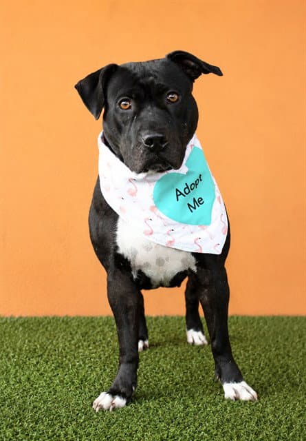 Loonie - American Staffordshire Terrier