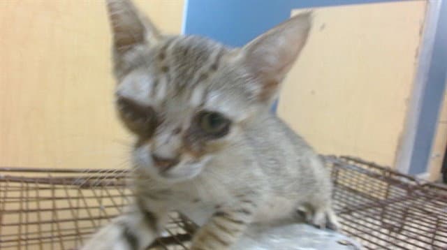 Paula - Domestic Short Hair