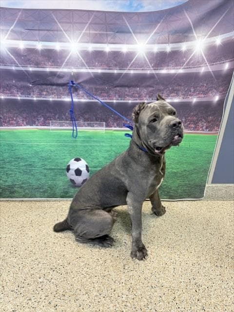 Thor - Cane Corso Mastiff
