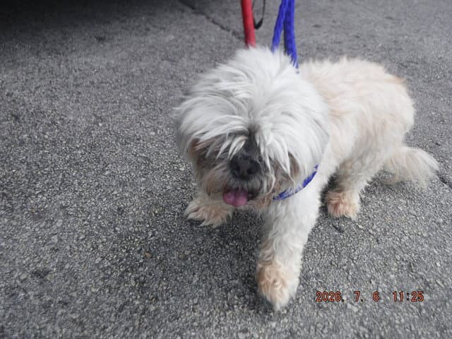 Candy - Maltese