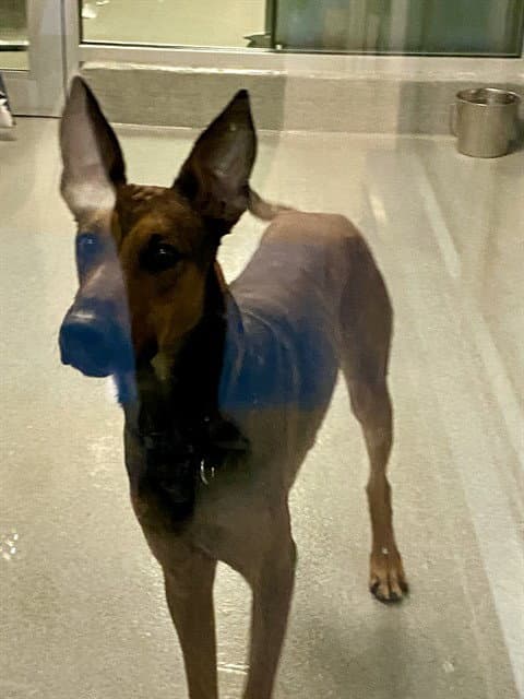 Ben - Doberman Pinscher