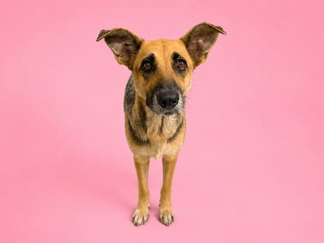 Sable - German Shepherd Dog