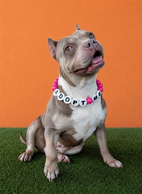 Athena - Bulldog