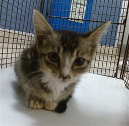 Abby image 1