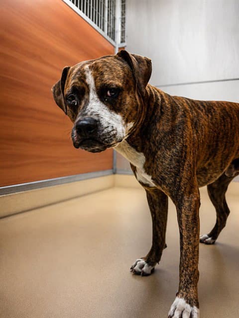Bingo - Boxer