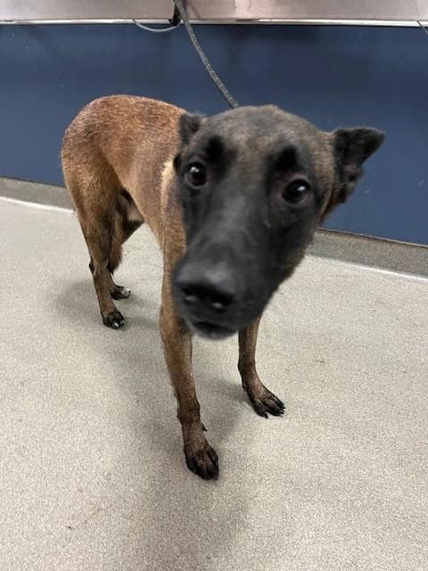 Jake - Belgian Shepherd Malinois