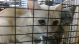Molly image 1