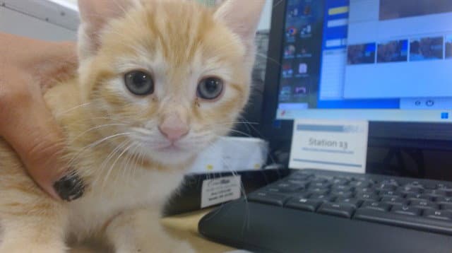 Pauly - Domestic Short Hair