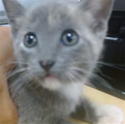 Lulu image 1