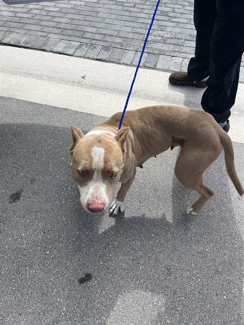 Cali - American Bulldog