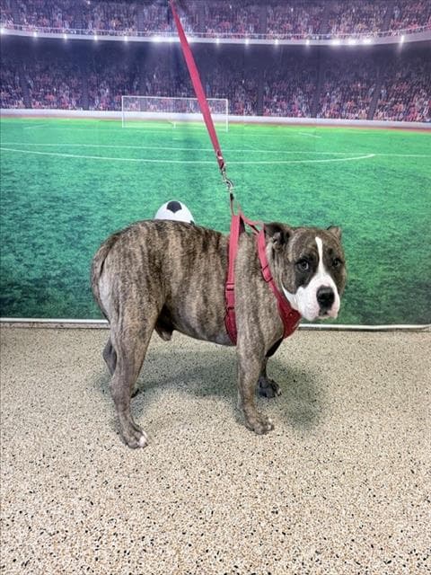 Luke - American Bulldog