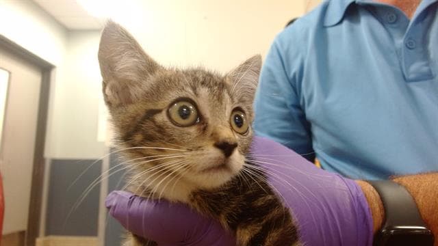 Tom - Domestic Short Hair