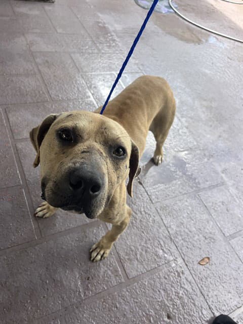 Max - American Bulldog
