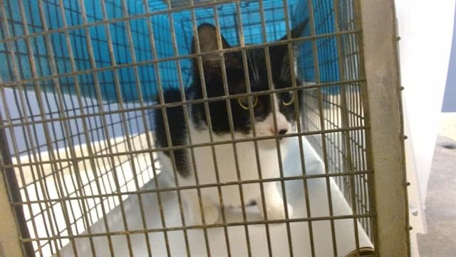 Gizmo - Domestic Short Hair