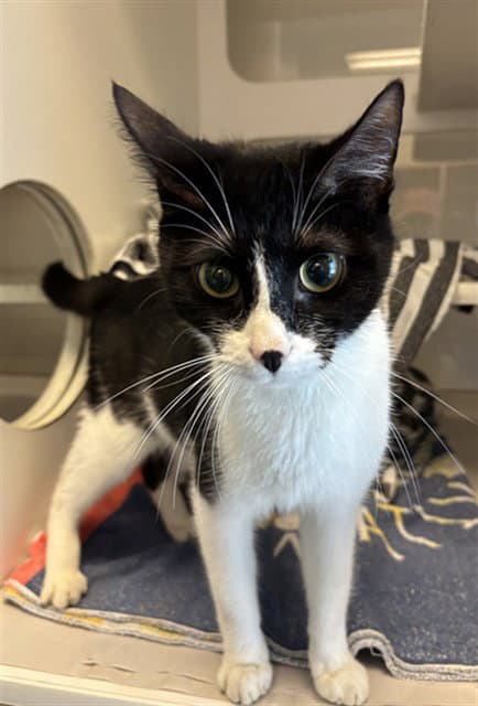 Gizmo - Domestic Short Hair