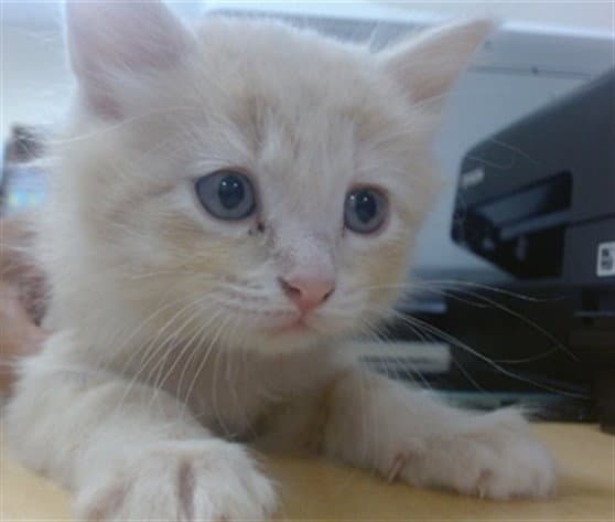 Prada - Domestic Short Hair