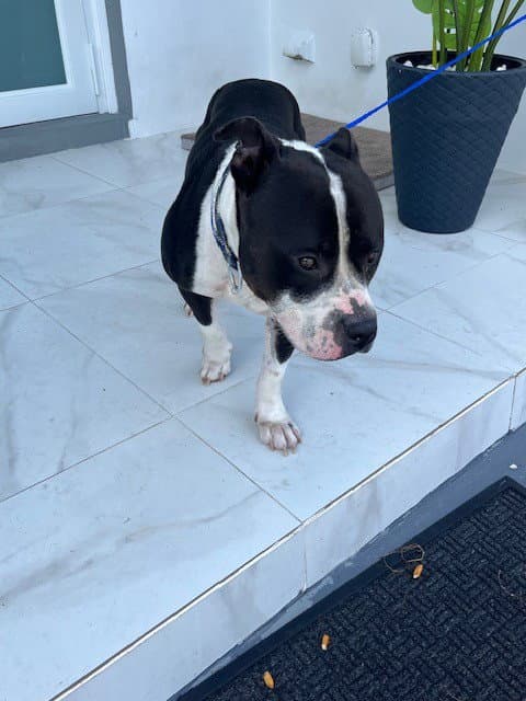 Conan - American Bulldog