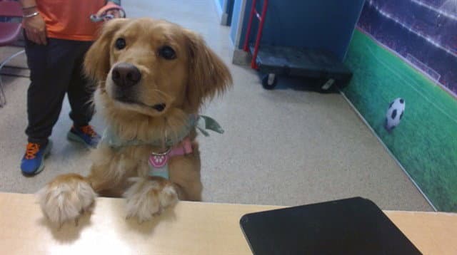 Ducky - Golden Retriever