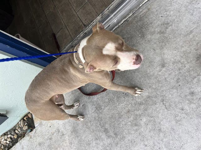 Missy - American Bulldog
