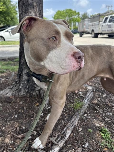 Missy - American Bulldog