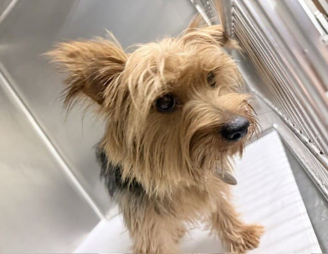 Ten - Yorkshire Terrier Yorkie