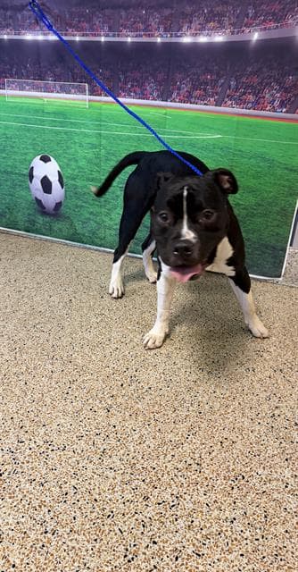 Johan - American Bulldog