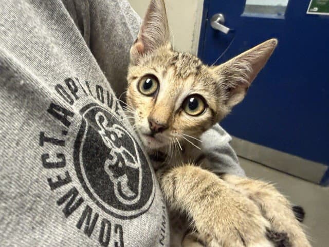 Mia - Domestic Short Hair