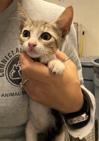 Tia - Domestic Short Hair