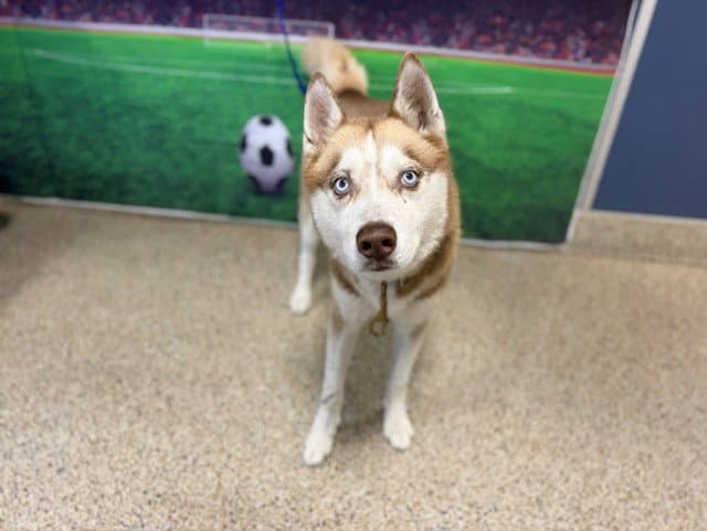Titan - Siberian Husky