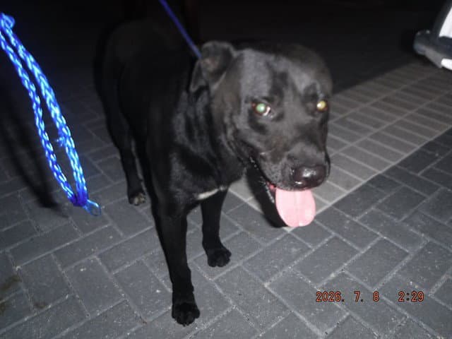 Skyler - Labrador Retriever