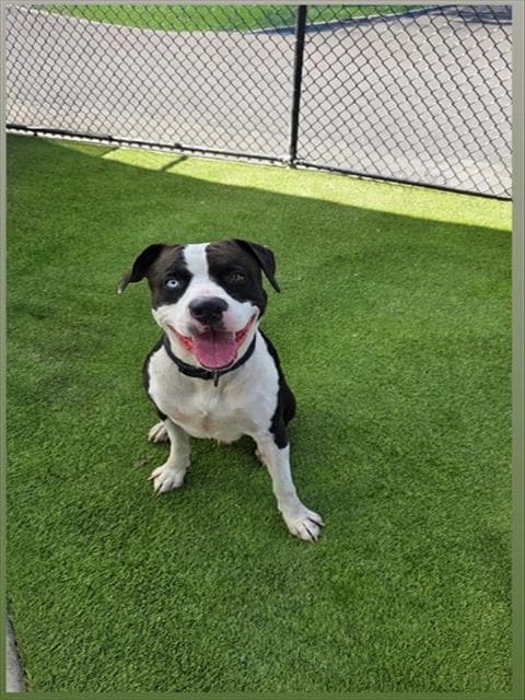 Astro - American Bulldog