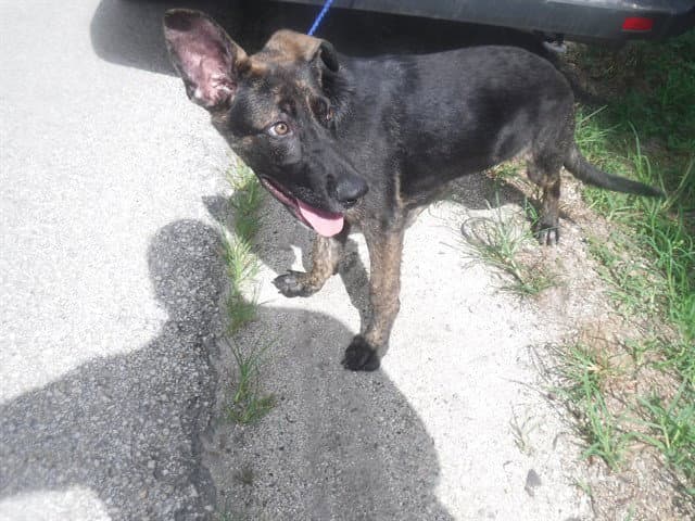 Mason - German Shepherd Dog