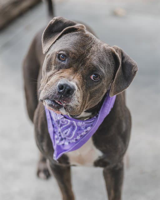 Jesse - Bulldog