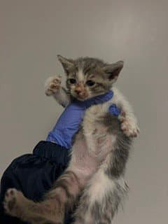 Auzana - Domestic Short Hair