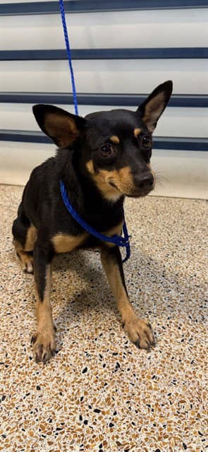 Velma - Miniature Pinscher