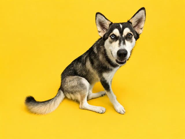 Bella Rose - Siberian Husky