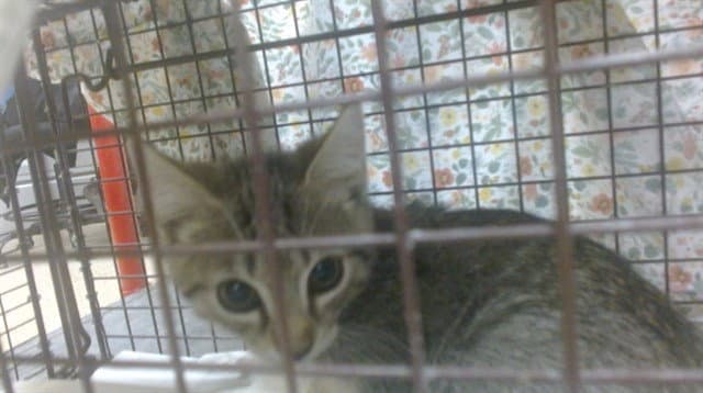 Poochie - Domestic Short Hair