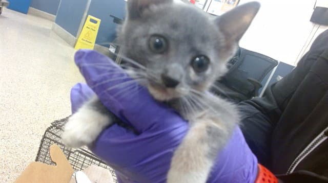 Nala - Domestic Short Hair