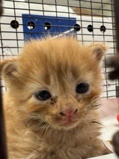 Lola - Domestic Short Hair