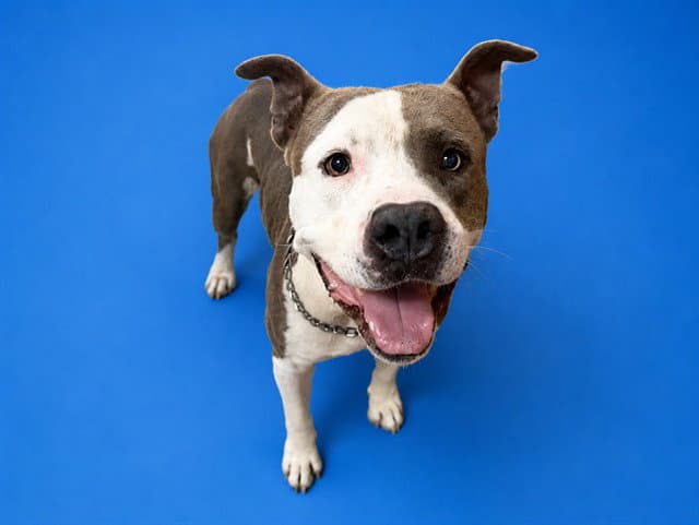 Rollie - American Bulldog